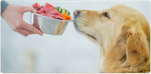 Read more about the article Top Tips for Dog Owners